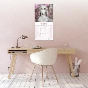 CALENDRIER 2026 - LEVRIER AFGHAN