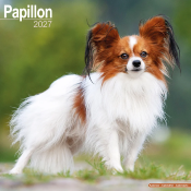 CALENDRIER 2027 - EPAGNEUL PAPILLON NAIN