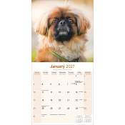 CALENDRIER 2027 - PEKINOIS