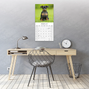 CALENDRIER 2027 - PINSCHER NAIN