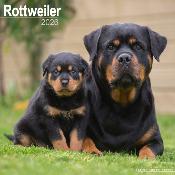 CALENDRIER 2026 - ROTTWEILER
