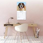 CALENDRIER 2026 - SAINT BERNARD