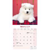 CALENDRIER 2026 - SAMOYEDE