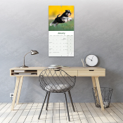 CALENDRIER 2027 - SCHNAUZER NAIN