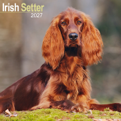 CALENDRIER 2027 - SETTER IRLANDAIS