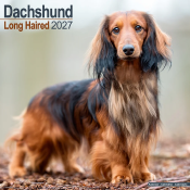 CALENDRIER 2027 - TECKEL POIL LONG