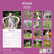 CALENDRIER 2026 - WHIPPET