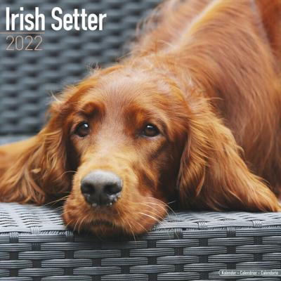 CALENDRIER 2022 - SETTER IRLANDAIS