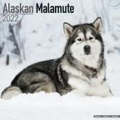 CALENDRIER 2022 - ALASKAN MALAMUTE