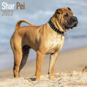 CALENDRIER 2022 - SHAR PEI