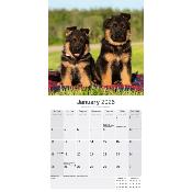 CALENDRIER 2026 - BERGER ALLEMAND