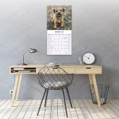 CALENDRIER 2027 - BORDER TERRIER