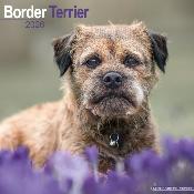 CALENDRIER 2026 - BORDER TERRIER