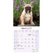 CALENDRIER 2026 - BOULEDOGUE FRANCAIS