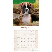 CALENDRIER 2027 - BOXER