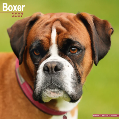 CALENDRIER 2027 - BOXER