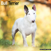 CALENDRIER 2027 - BULL TERRIER