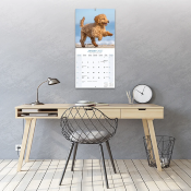 CALENDRIER 2027 - CANICHE STANDARD