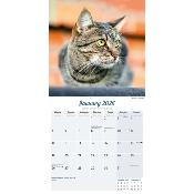 CALENDRIER 2026 - CHATS EUROPEENS toutes couleurs