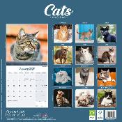 CALENDRIER 2026 - CHATS EUROPEENS toutes couleurs