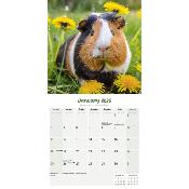 CALENDRIER 2026 - COCHONS D'INDE - COBAYES