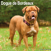 CALENDRIER 2027 - DOGUE DE BORDEAUX