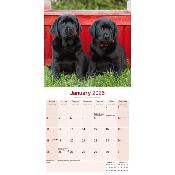 CALENDRIER 2026 -LABRADOR NOIR