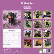 CALENDRIER 2026 - ROTTWEILER