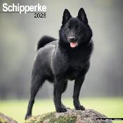 CALENDRIER 2026 - SCHIPPERKE