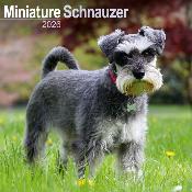 CALENDRIER 2026 - SCHNAUZER NAIN