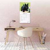 CALENDRIER 2026 - SCOTTISH TERRIER
