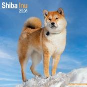 CALENDRIER 2026 - SHIBA INU