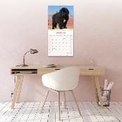 CALENDRIER 2026 - TERRE NEUVE