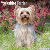 CALENDRIER 2027 - YORKSHIRE TERRIER