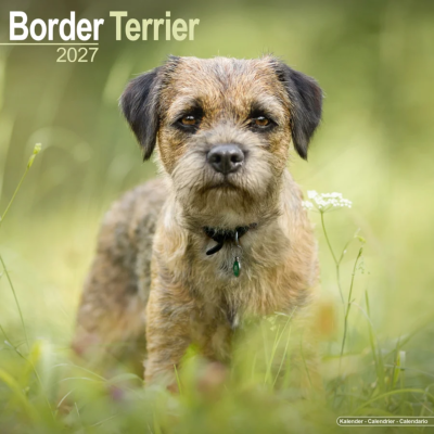 CALENDRIER 2027 - BORDER TERRIER