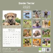 CALENDRIER 2026 - BORDER TERRIER