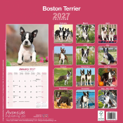 CALENDRIER 2027 - BOSTON TERRIER