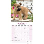 CALENDRIER 2026 - CAIRN TERRIER