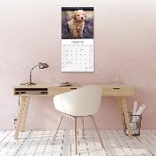 CALENDRIER 2026 - CANICHE NAIN & TOY