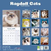 CALENDRIER 2026 - CHATS RADGOLL