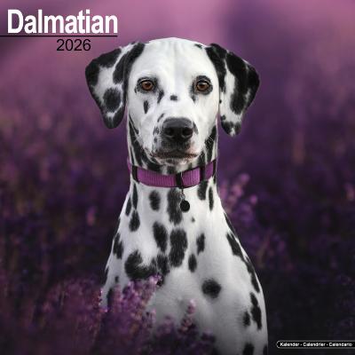 CALENDRIER 2026 - DALMATIEN