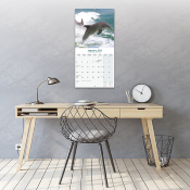 CALENDRIER 2027 - DAUPHINS