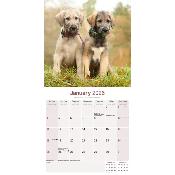 CALENDRIER 2026 - IRISH WOLFHOUND