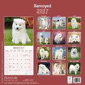 CALENDRIER 2027 - SAMOYEDE