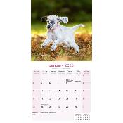 CALENDRIER 2026 - SETTER ANGLAIS
