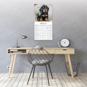 CALENDRIER 2027 - TECKEL POIL COURT