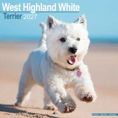 CALENDRIER 2027 - WEST HIGHLAND TERRIER