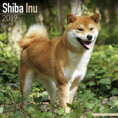 CALENDRIER 2019 - SHIBA INU