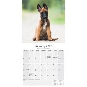 CALENDRIER 2026 - BERGERS BELGES