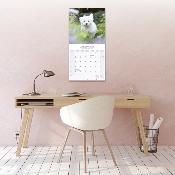 CALENDRIER 2026 -BICHON MALTAIS